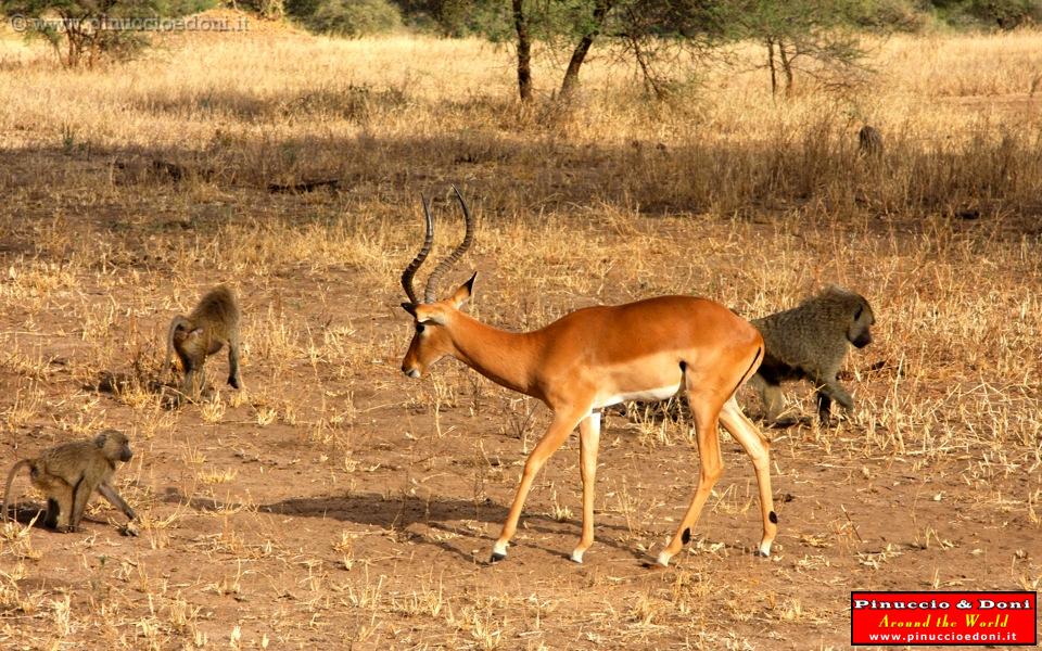 TANZANIA - Tarangire National Park - 21.jpg